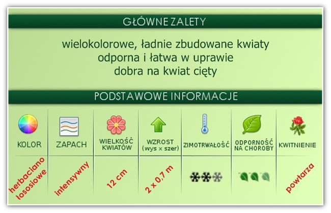 zalety róży Folklore zalety róży Folklore