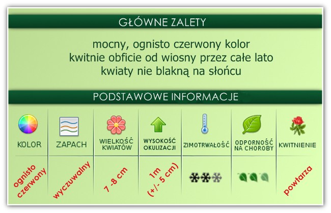 roże pienne andersen zalety roże pienne andersen zalety