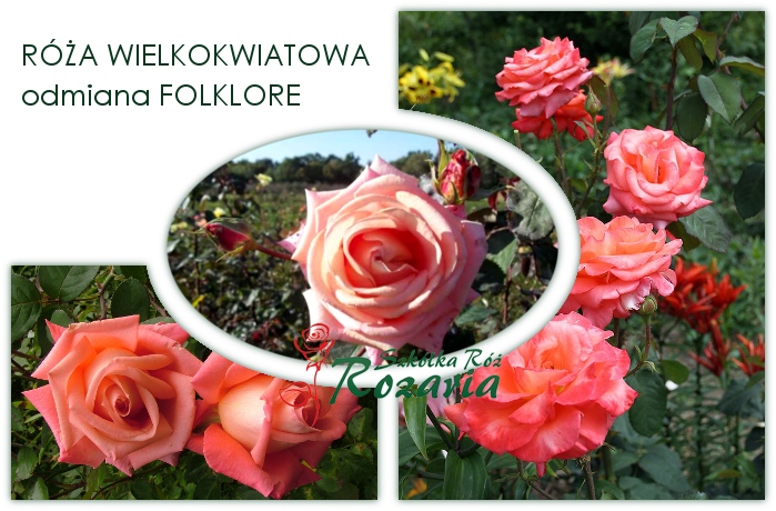 roza wielkokwiatowa folklore roza folklore kolaz