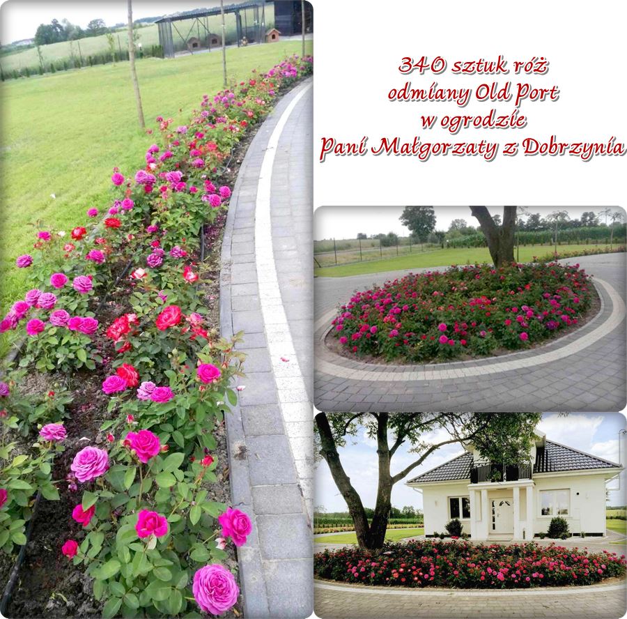 róże rabatowe Old Port