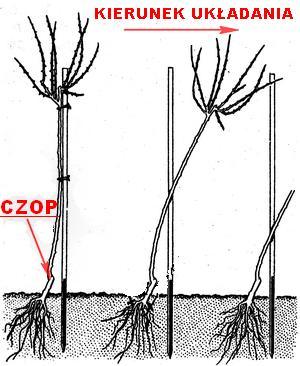sadzenie róży piennej